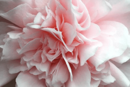 Screen Shot 2019-05-04 at 2.45.36 PM.png